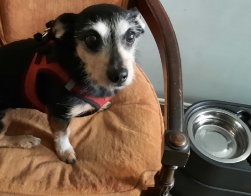 BellenPaws.com - Jack and Bowls