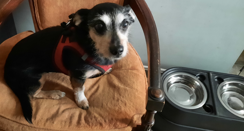 BellenPaws.com - Jack and Bowls