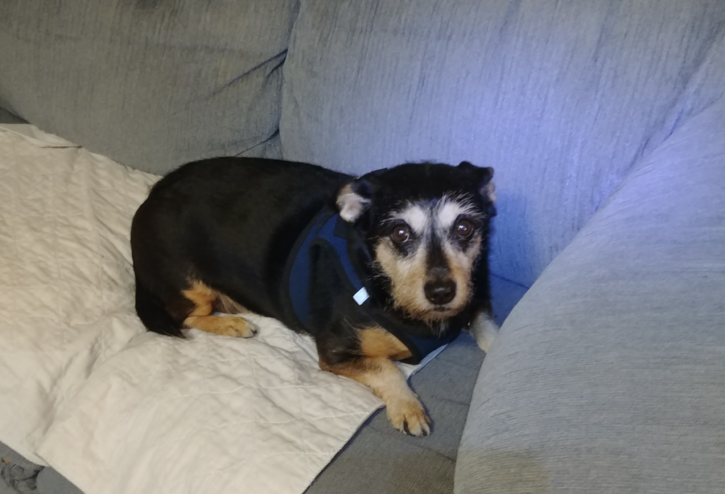 Jack Driven with Anxiety