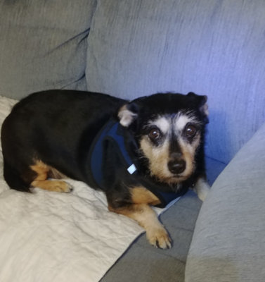 Handling Nighttime Restlessness and Pacing