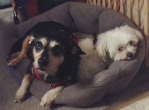 BellenPaws.com - Jack and Bella in Bed