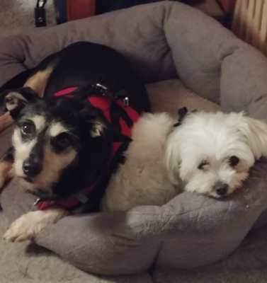 Teaching an Old Dog New Tricks: Mental Stimulation Exercises That Don’t Require Physical Exertion