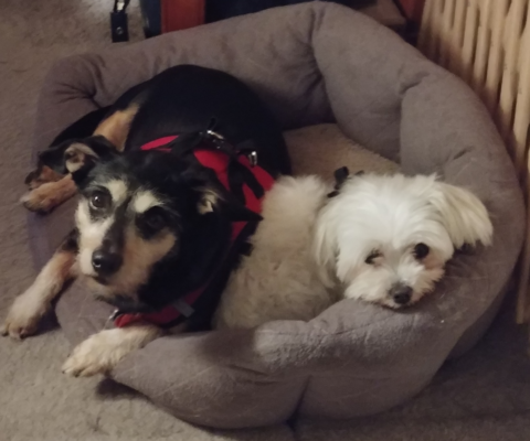 Teaching an Old Dog New Tricks: Mental Stimulation Exercises That Don’t Require Physical Exertion