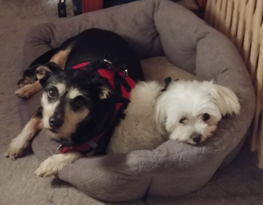 BellenPaws.com - Jack and Bella in Bed