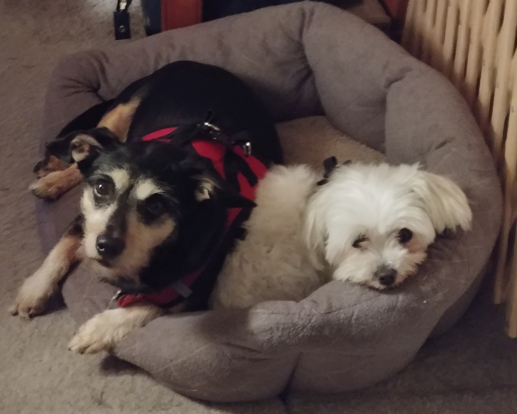 BellenPaws.com - Jack and Bella in Bed