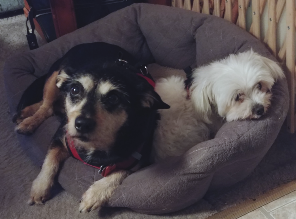 Jack and Bella in Bed