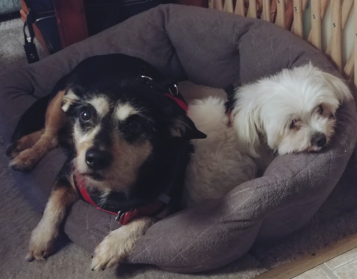 Jack and Bella in Bed