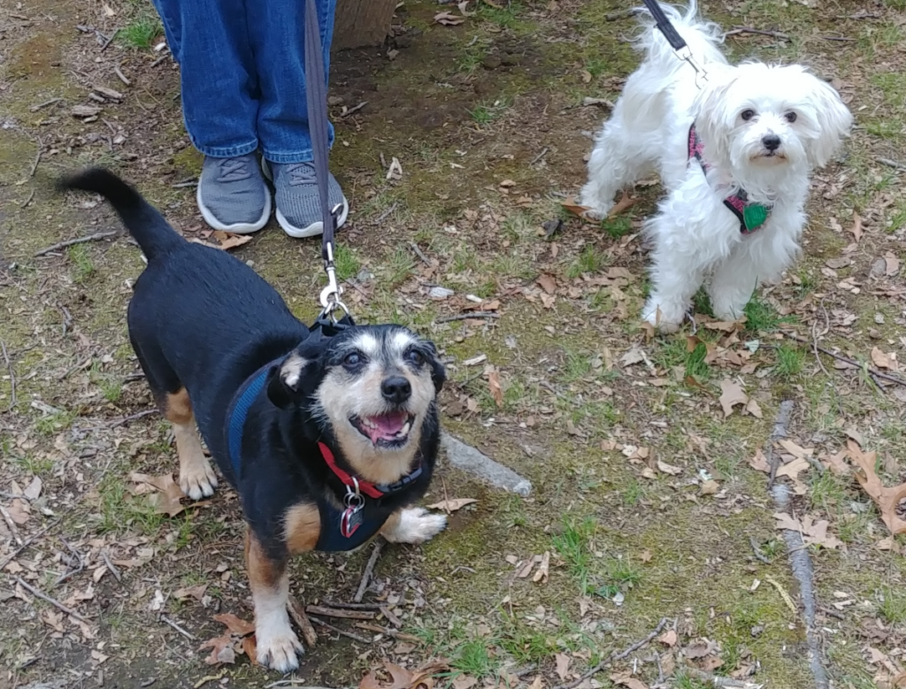 Jack and Bella at Park