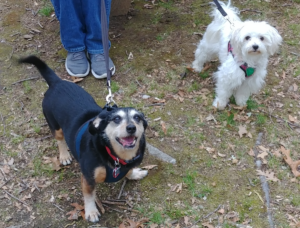 Jack and Bella at Park