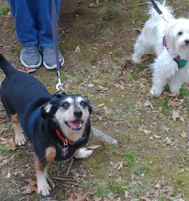 The Best Low-Impact Activities for Senior Pups