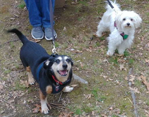 Jack and Bella at Park
