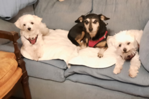 BellenPaws.com - Jack, Bella, and Sophie Image 2