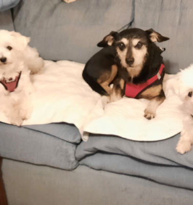 Gentle Grooming: Specialized Tips for Bathing and Brushing Pets with Sensitive Skin or Brittle Bones