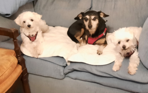 Gentle Grooming: Specialized Tips for Bathing and Brushing Pets with Sensitive Skin or Brittle Bones