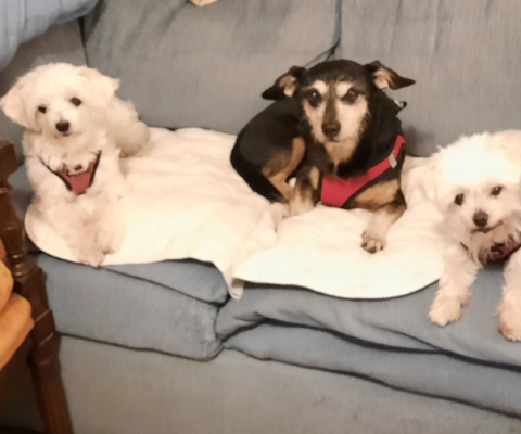 Gentle Grooming: Specialized Tips for Bathing and Brushing Pets with Sensitive Skin or Brittle Bones