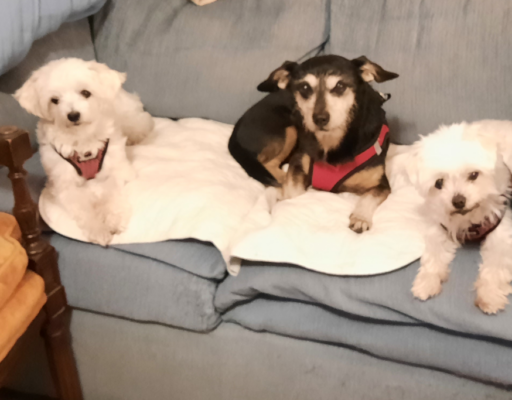 BellenPaws.com - Jack, Bella, and Sophie Image 2