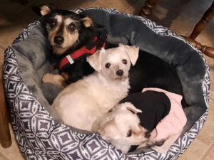 Jack, Bella, and Sophie in Bed