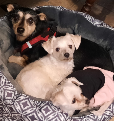 The Role of Informed Owners in Reducing Shelter Euthanasia