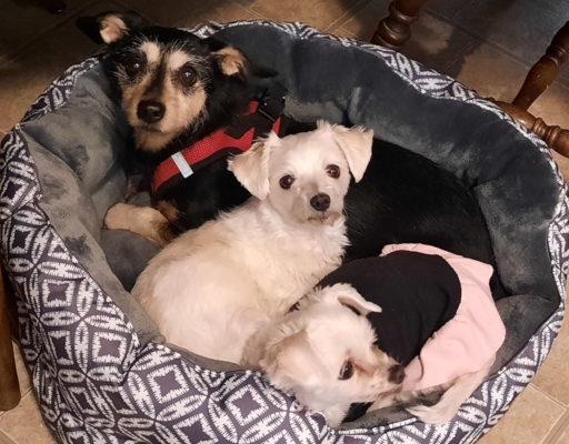 Jack, Bella, and Sophie in Bed