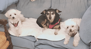 Jack, Bella, and Sophie