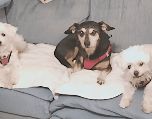 BellenPaws.com - Jack, Bella, and Sophie