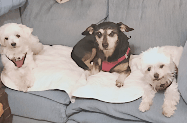 How Old Is Your Dog in Human Years? Find Out With Our Dog Age Calculator!