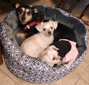 BellenPaws.com - Jack, Bella, and Sophie