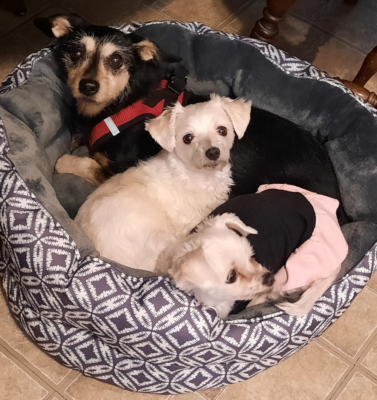 Safe Exercise for Senior Dogs With Joint Issues