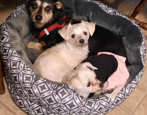 BellenPaws.com - Jack, Bella, and Sophie