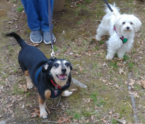 BellenPaws.com - Jack and Bella