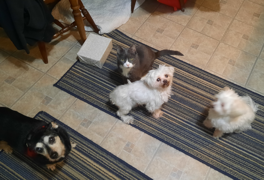 Jack, Belle, Bella, and Sophie Waiting for Food
