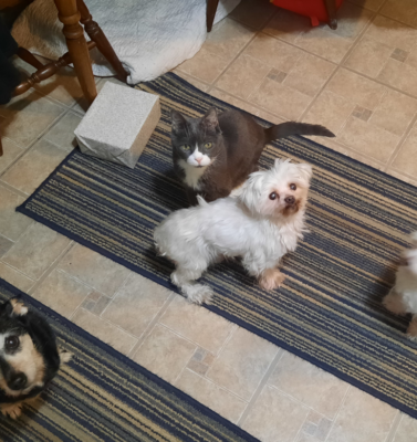 You Are the Center of Your Pet’s World: Understanding the Bond You Share