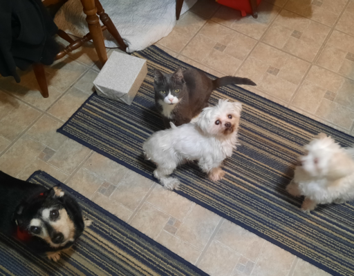 Jack, Belle, Bella, and Sophie Waiting for Food