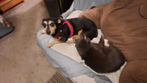 Belle and Jack Snuggling