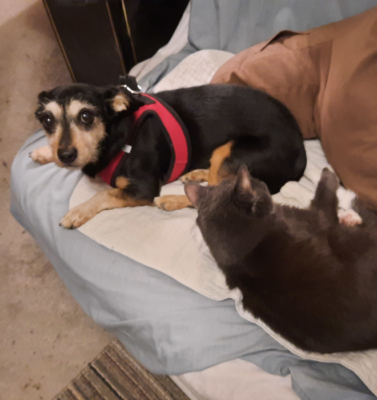 Cats and Dogs Living Together in the Same House