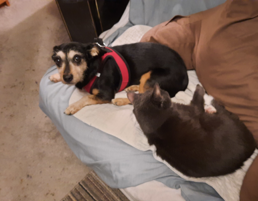 Belle and Jack Snuggling
