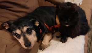 BellenPaws.com - Jack and Blackie