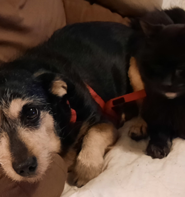 Educating Without Shaming: Talking to Other Pet Owners