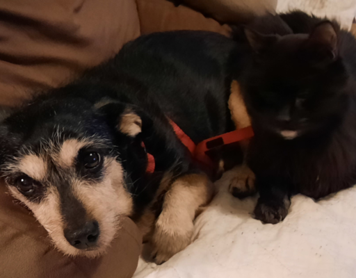 BellenPaws.com - Jack and Blackie