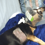 BellenPaws.com - Jack with Cone 3