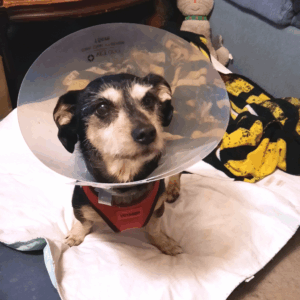 BellenPaws.com - Jack with Cone 2