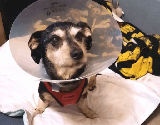 BellenPaws.com - Jack with Cone 2