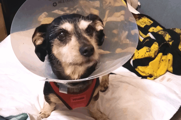 Protecting Your Pet: A Guide to Recovery Devices After Veterinary Care