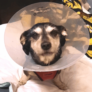 BellenPaws.com - Jack with Cone