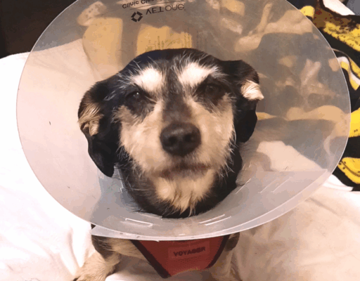 BellenPaws.com - Jack with Cone