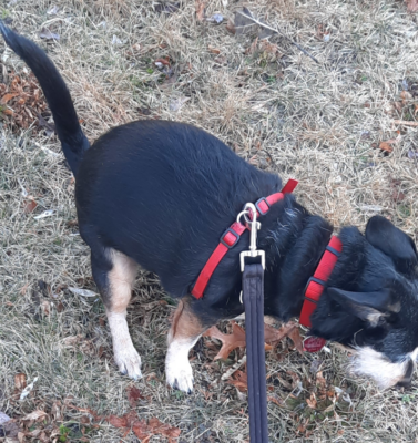 Massage Therapy for Constipated Cats and Dogs