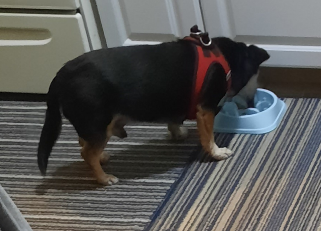 Jack Eating in the Kitchen