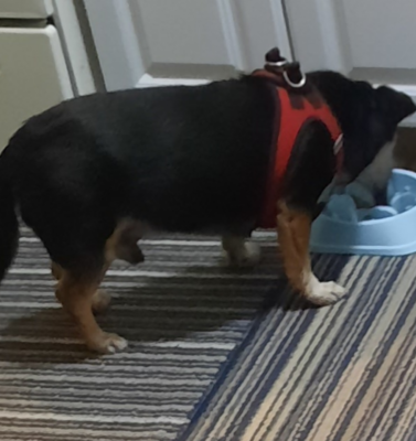 Wet vs. Dry Food for Senior Pets: What Changes as Dogs and Cats Age