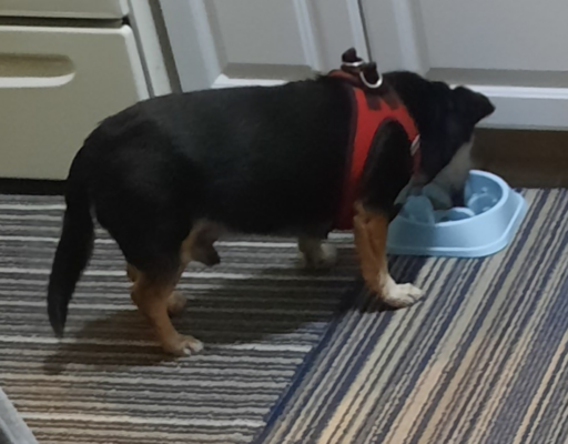 Jack Eating in the Kitchen