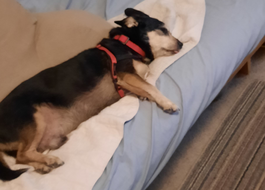 Jack Feeling Lethargic for the Day